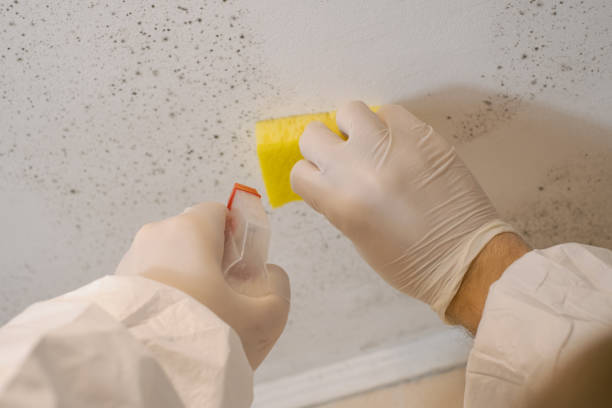 Best Post-Construction Mold Inspection  in Monte Vista, CO