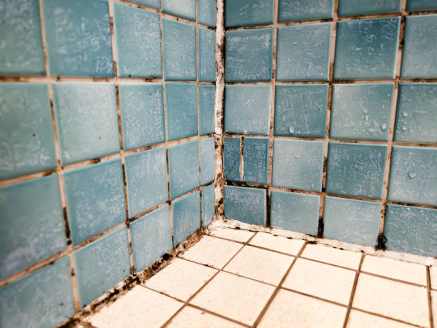 Best Airborne Mold Testing  in Monte Vista, CO