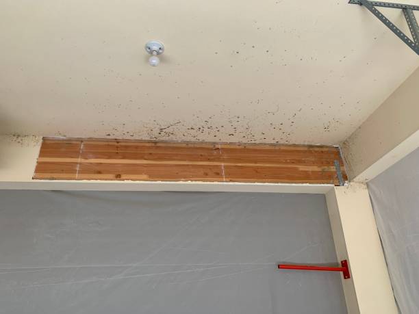 Best Comprehensive Air Testing for Mold Contaminants  in Monte Vista, CO