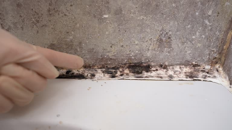 Best Mold Prevention Services  in Monte Vista, CO